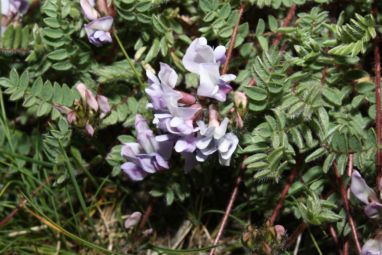 Oxytropis helvetica e Oxytropis neglecta